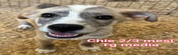 Meticcio cani in regalo: TANTI CUCCIOLI SOLI! a Provincia di Vicenza - Annuncio 2