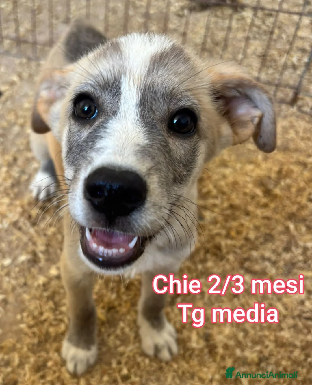 Meticcio cani in regalo: TANTI CUCCIOLI SOLI! a Provincia di Vicenza - Annuncio 2