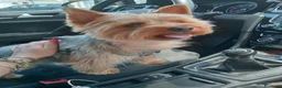 Yorkshire cani per accoppiamento: Maschio per accoppiamento, cerco femmina a Provincia di Asti - Annuncio 7