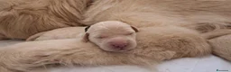 Golden Retriever cani in vendita: Golden Retriever linea inglese - Annuncio 3
