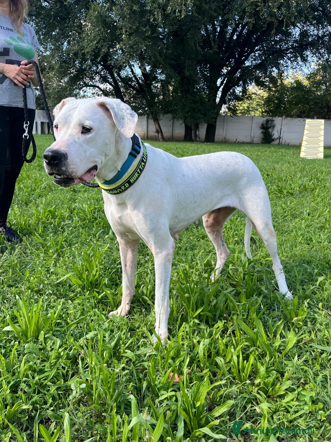 Affenpinscher cani in regalo: LOLA DOGO ARGENTINO - Annuncio 12