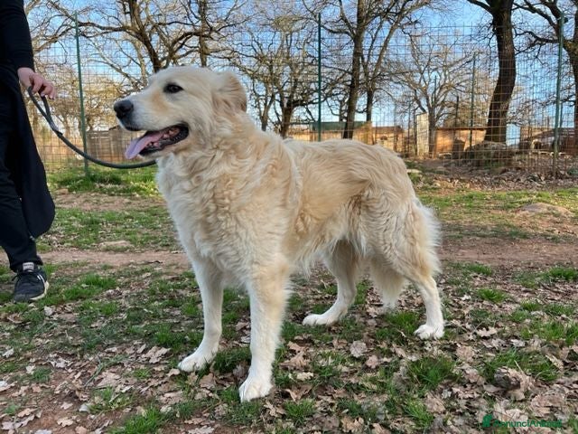 Meticcio cani VANIGLIA bella timidina - Annuncio 20
