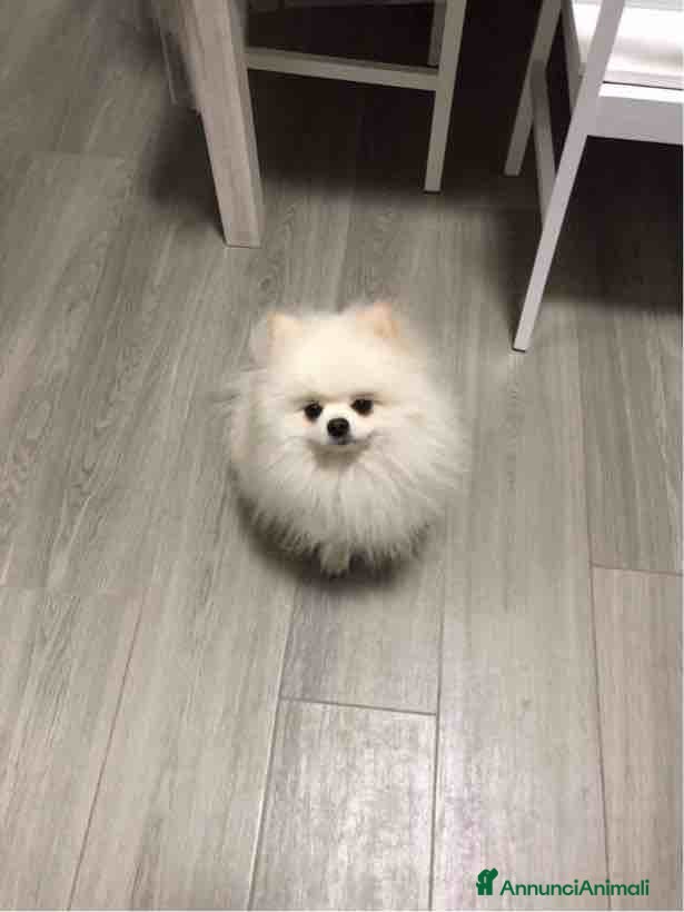 Volpino Pomerania cani Pomerania nano con pedigree disp.x monte/accopp. - Annuncio 1