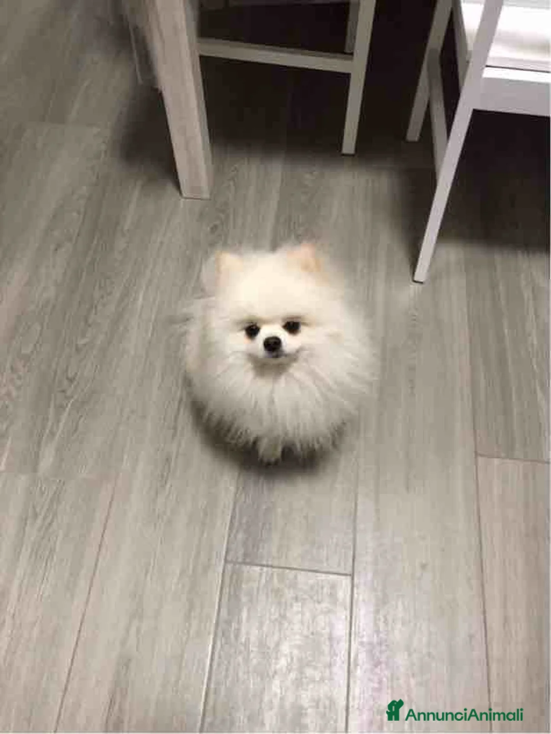 Volpino Pomerania cani per accoppiamento: Pomerania nano con pedigree disp.x monte/accopp. - Annuncio 1