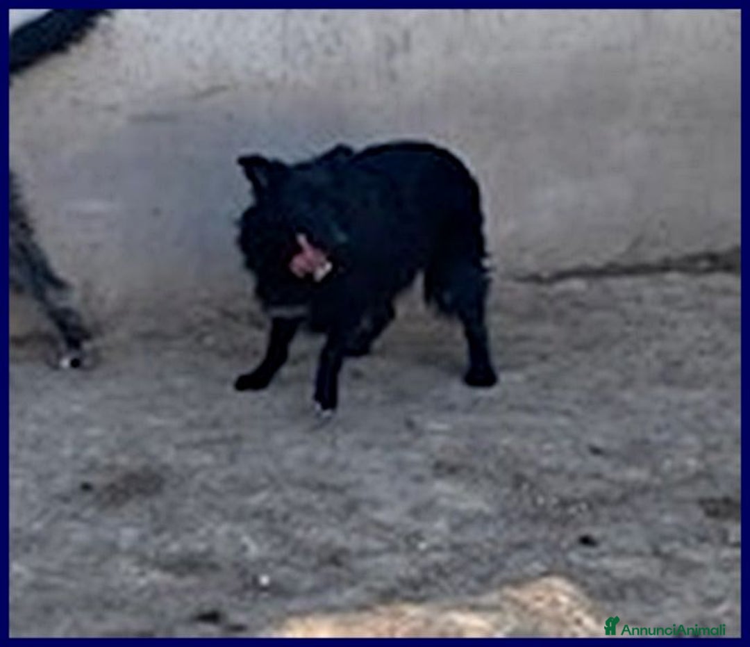 Meticcio cani in regalo: SABRINA una timidina - tg media - Annuncio 4