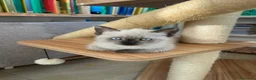 Siamese gatti in vendita: Cuccioli siamesi thai - Annuncio 7