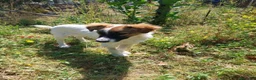 Meticcio cani in regalo: Simba, taglia media! (25kg - 6 mesi)  - Annuncio 4