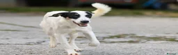 Meticcio cani in regalo: jasmine - Annuncio 3