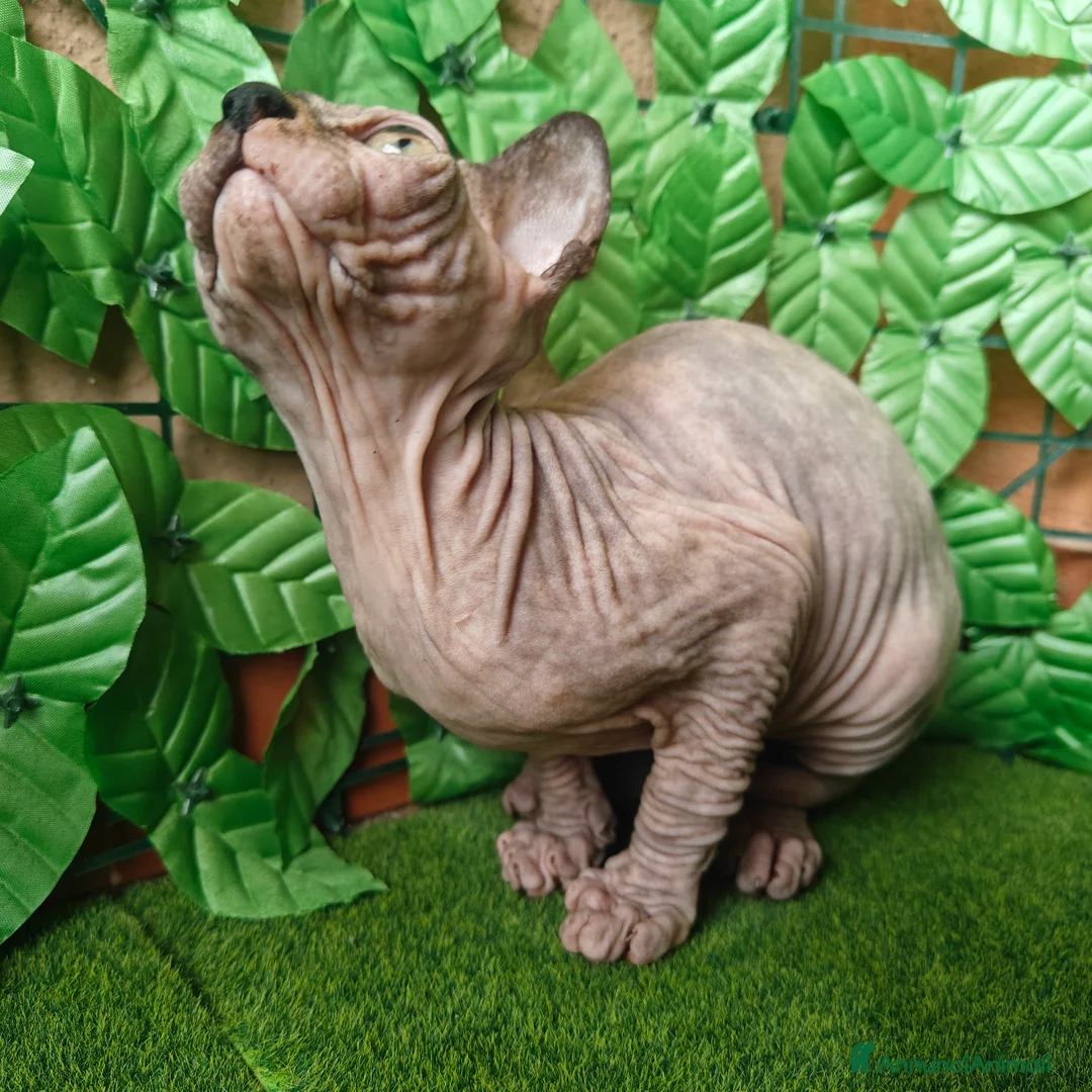 Sphynx gatti in vendita: Cucciola di Canadian Sphynx - Annuncio 6