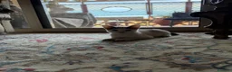 Meticcio gatti in regalo: Alice e Cocò, 4 mesi cercano casa a Città metropolitana di Roma Capitale - Annuncio 6