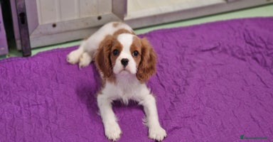 Cavalier King cani a Provincia di Brescia - Annuncio 11