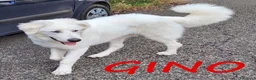 Pastore Abbruzzese Maremmano cani in regalo: GINO giovane meraviglioso ! a Provincia di Macerata - Annuncio 1