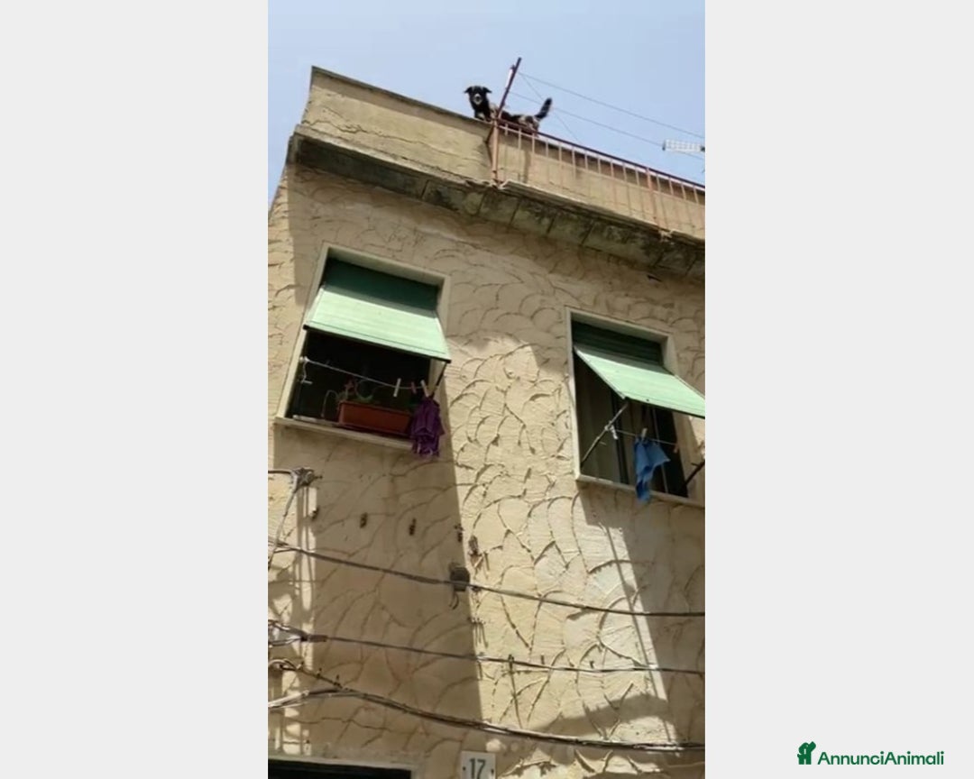 Meticcio cani in regalo: 5anni,kg12,neroVIVEVA SUL TETTO!!SICILIA URGE CASA a Milano - Annuncio 4