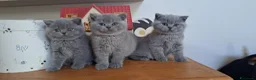 British gatti in vendita: Cucciolo British shorthair maschio blu 3 mesi - Annuncio 3