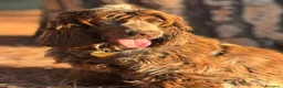 Cocker cani in vendita: Prenotazioni cuccioli di English Cocker Spaniel  a Provincia di Cosenza - Annuncio 26
