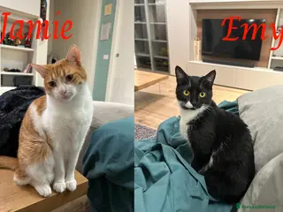 Europeo gatti JAMIE e EMY , adorabili gatti da adottare! - Annuncio 3