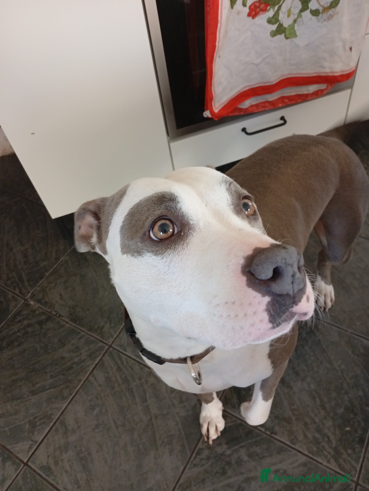 American Staffordshire cani Amstaff  - Annuncio 1