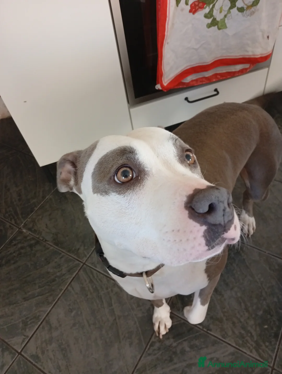 American Staffordshire cani in regalo: Amstaff  - Annuncio 1