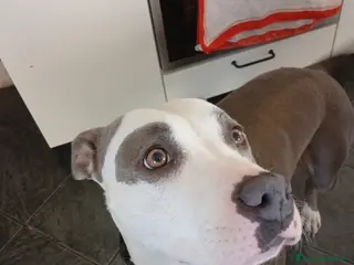 American Staffordshire cani Amstaff - Annuncio 1