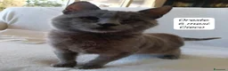 Altre razze gatti in regalo: S.o.s. gattini da salvare  a Città Metropolitana di Bologna - Annuncio 8