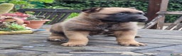 Pastore Belga cani in vendita: Allevamento Cuccioli Pastore Belga Malinois Puglia a Città Metropolitana di Bari - Annuncio 2