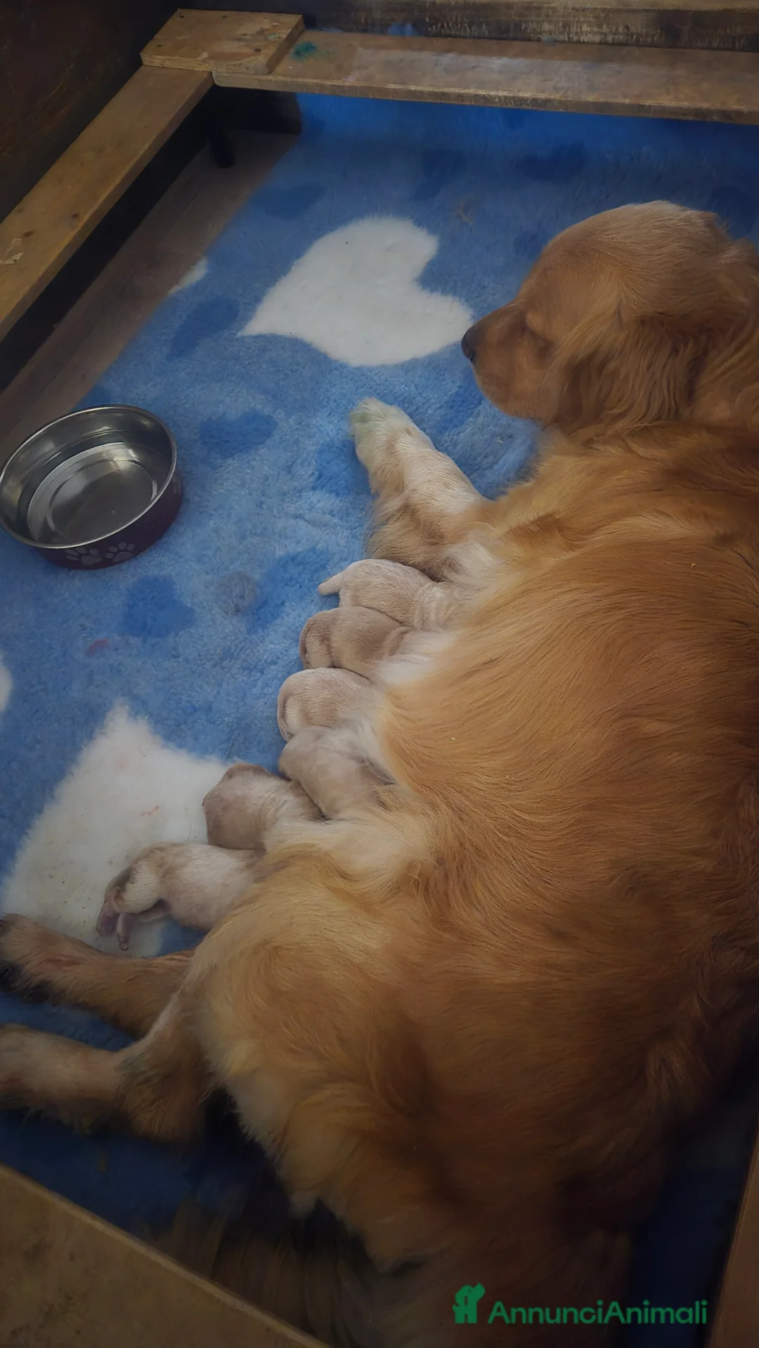 Golden Retriever cani in vendita: Cucciolata 100% americana  - Annuncio 3