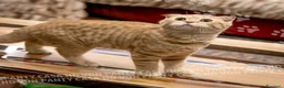 Scottish gatti in vendita: Maschietti Scottish Fold - Annuncio 2