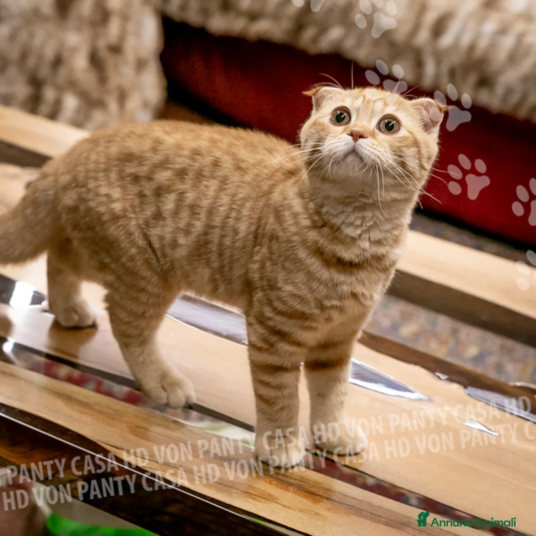 Scottish gatti in vendita: Maschietti Scottish Fold - Annuncio 2