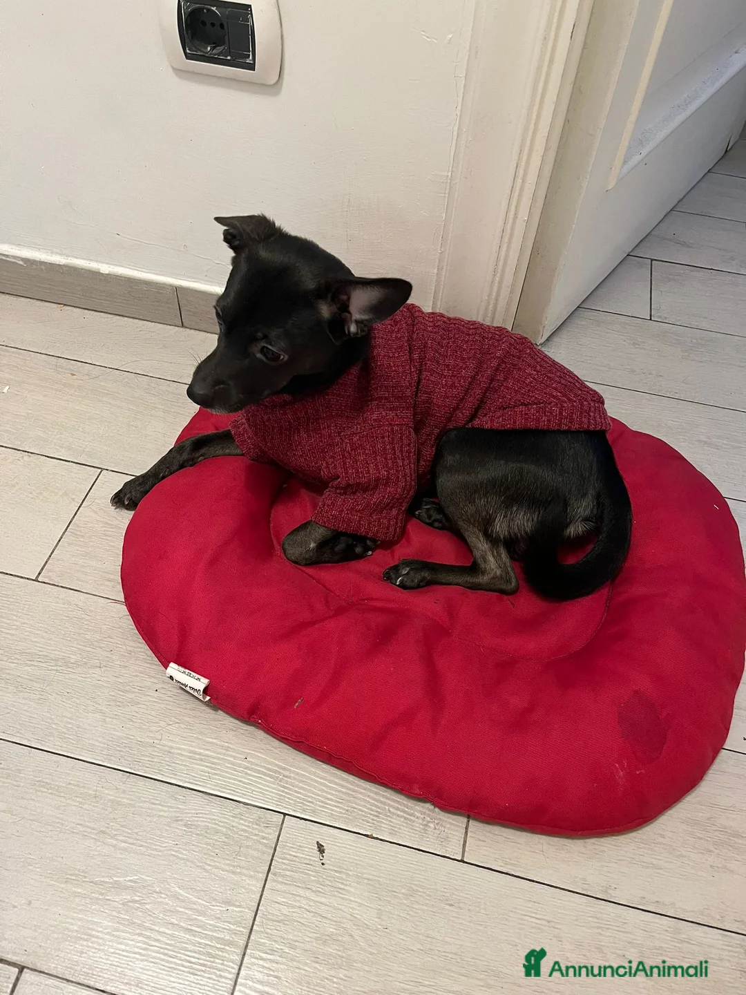 Meticcio cani in regalo: Regalo  a Città Metropolitana di Napoli - Annuncio 1