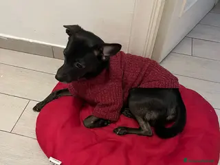 Meticcio cani Regalo - Annuncio 2