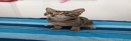 Europeo gatti in regalo: Tigro cerca casa! a Provincia di Chieti - Annuncio 5