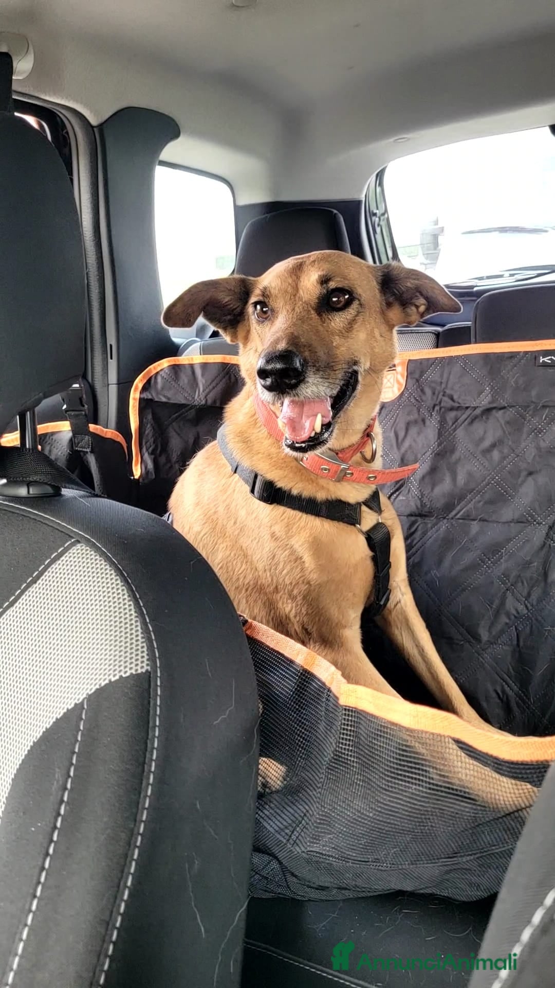 Meticcio cani in regalo: Splendida meticcia - FAITH - Annuncio 9