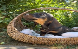 Bassotto cani in vendita: Cuccioli bassotto  a Città Metropolitana di Torino - Immagine 3
