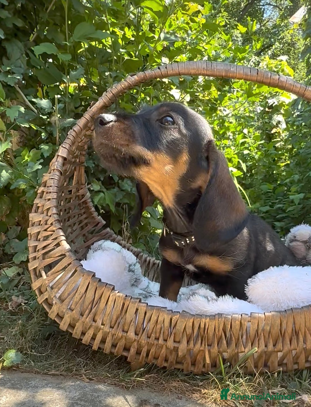 Bassotto cani in vendita: Cuccioli bassotto  a Città Metropolitana di Torino - Immagine 3