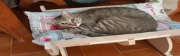 Europeo gatti in regalo: JAMES adorabile gattino in adozione! - Annuncio 6