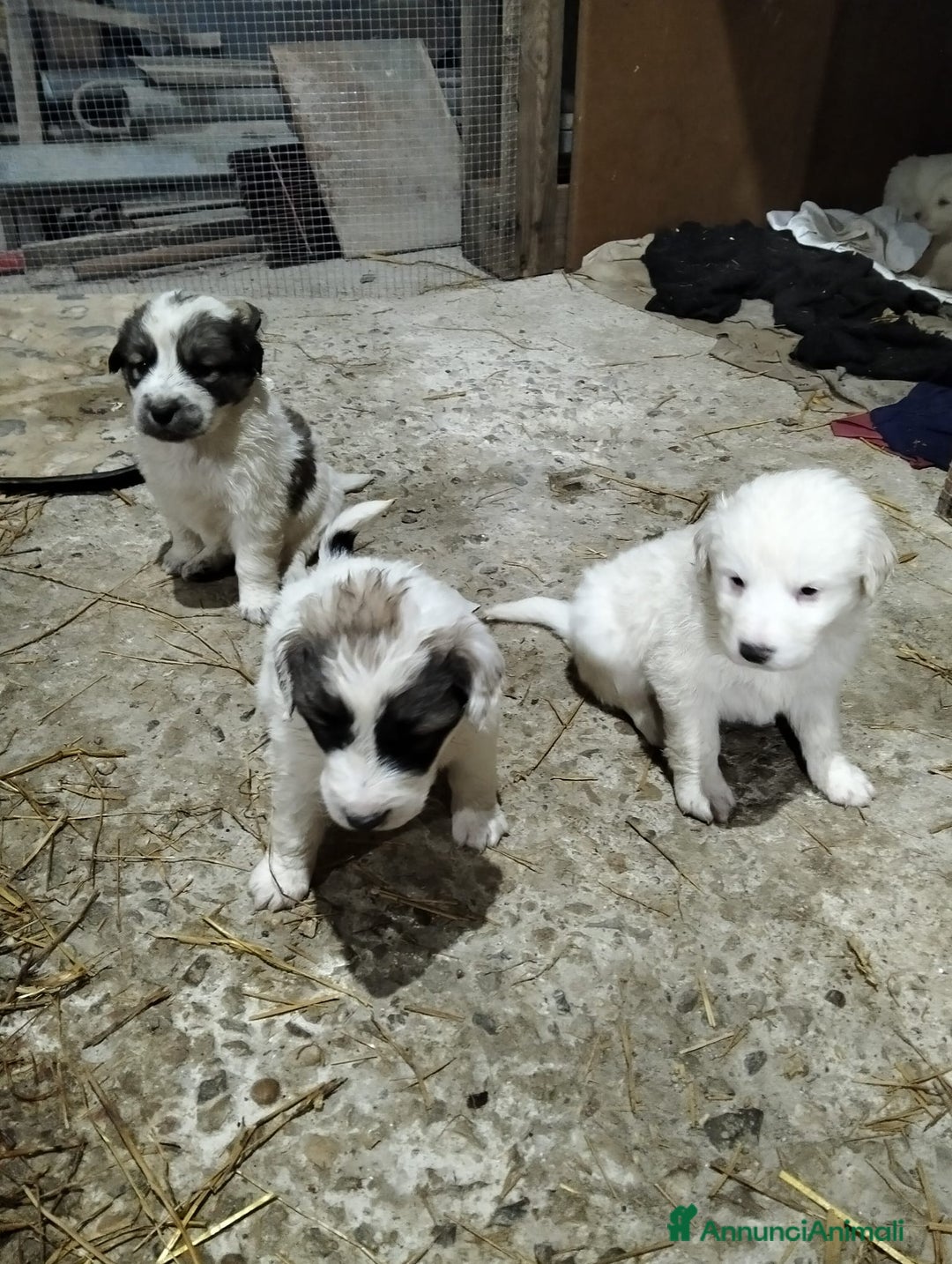 Meticcio cani in regalo: cuccioli meticci taglia media  - Annuncio 1