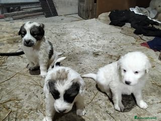 Meticcio cani cuccioli meticci taglia media - Annuncio 15