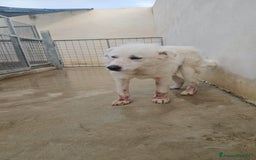 Meticcio cani in regalo: Consuelo: adozione del cuore o stallo  a Città Metropolitana di Genova - Immagine 17