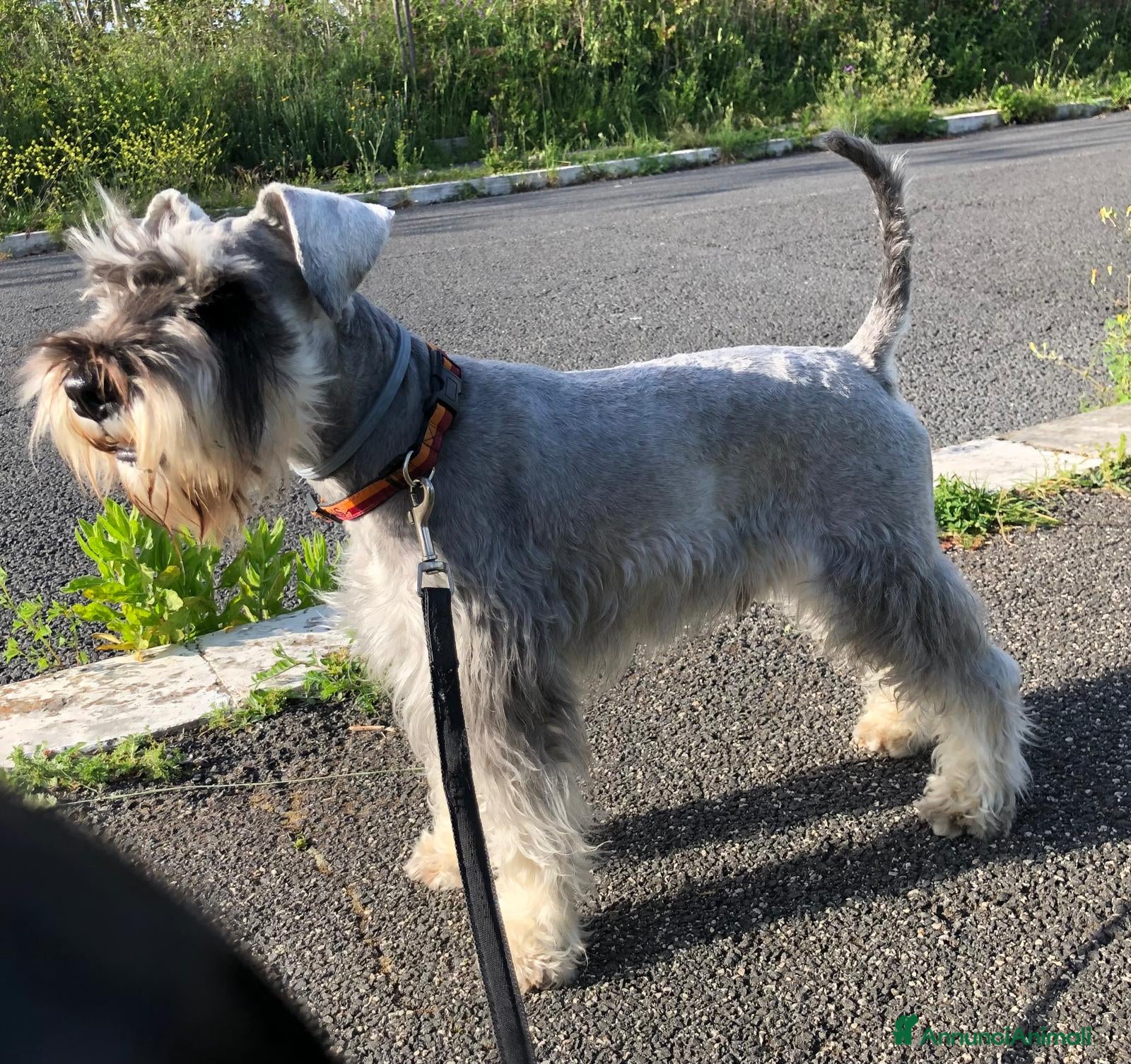 Schnauzer cani Schnauzer nano pepe e sale per accoppiamento - Annuncio 1