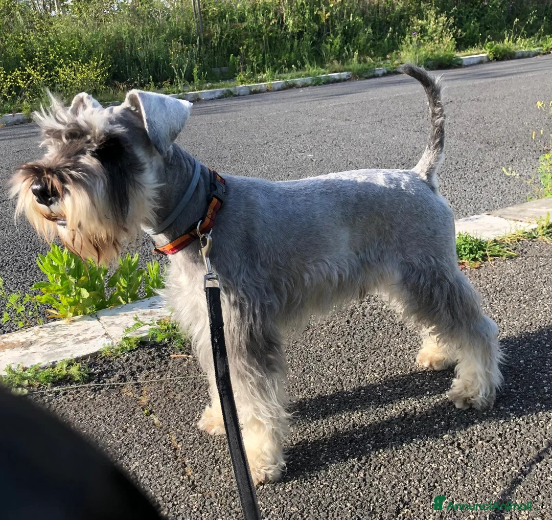 Schnauzer cani per accoppiamento: Schnauzer nano pepe e sale per accoppiamento - Annuncio 1
