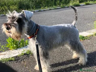 Schnauzer cani Schnauzer nano pepe e sale per accoppiamento - Annuncio 3