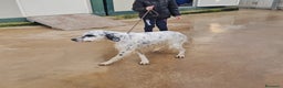 Setter Inglese cani in regalo: Zeus: giovane setter socievole equilibrato  - Annuncio 5