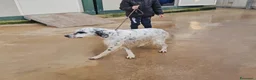 Setter Inglese cani in regalo: Zeus: giovane setter socievole equilibrato  - Annuncio 7