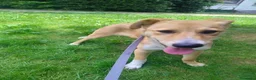 Meticcio cani in regalo: Dolly dolcissima cucciola a Città metropolitana di Milano - Annuncio 10