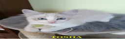 Ragdoll gatti in vendita: Cuccioli di Razza Ragdoll disponibili - Annuncio 2