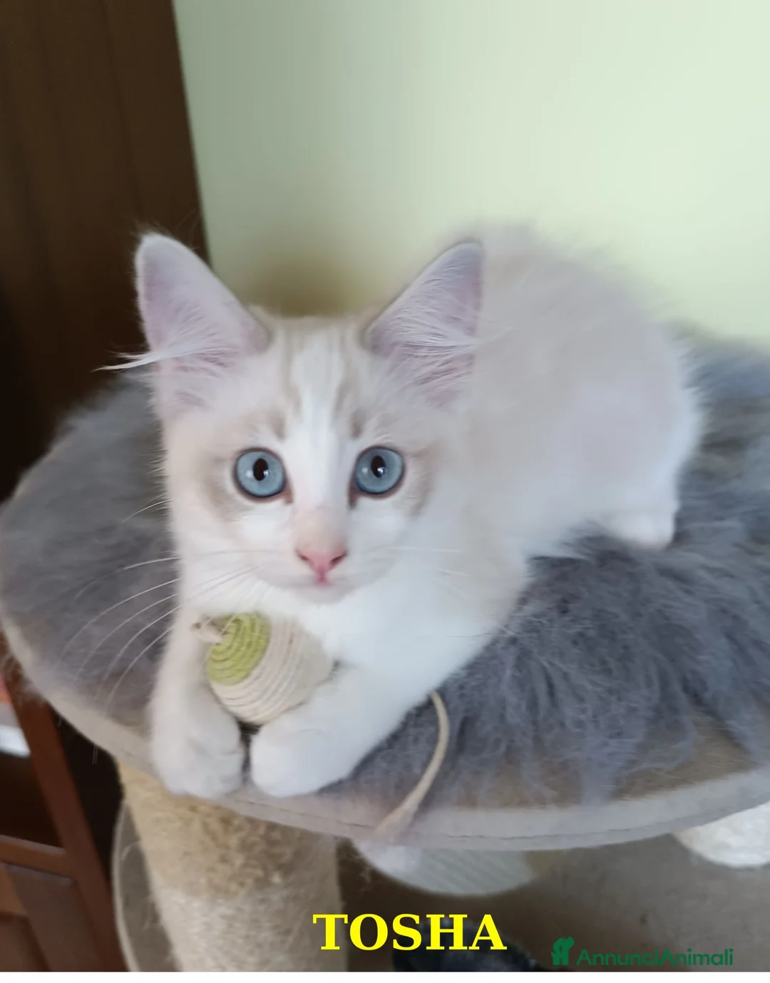 Ragdoll gatti in vendita: Cuccioli di Razza Ragdoll disponibili - Annuncio 2
