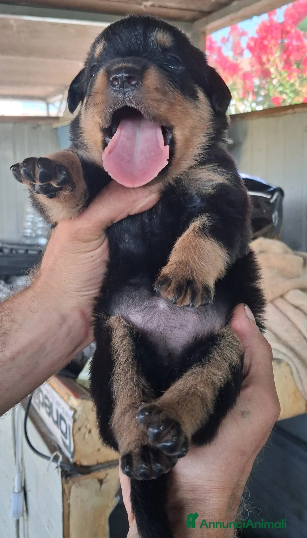 Rottweiler cani in vendita: cuccioli rottweiler  - Annuncio 2