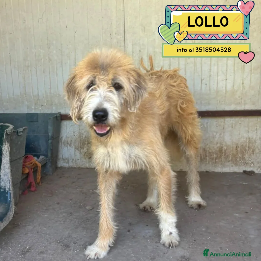 Meticcio cani in regalo: LOLLO 9 anni cerca casa - in adozione a Latina - Annuncio 1