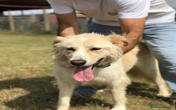 Meticcio cani in regalo: Connie, derivata golden - in adozione a Provincia di Latina - Immagine 6
