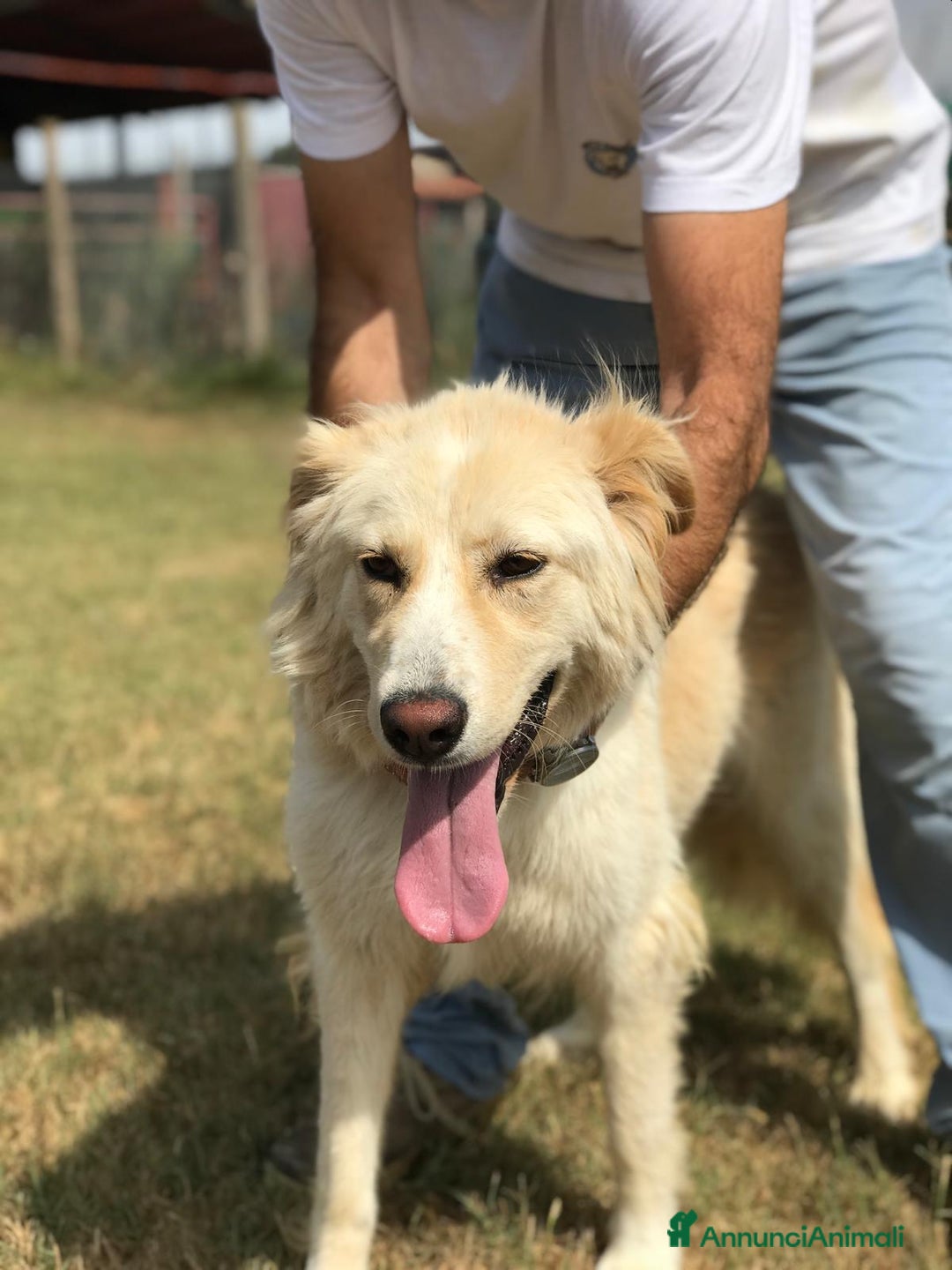 Meticcio cani in regalo: Connie, derivata golden - in adozione a Provincia di Latina - Immagine 6